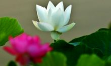 八字五行缺金取名字一定要补金吗