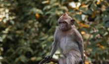 属猴人的吉祥物与不吉物 不宜带粉红色