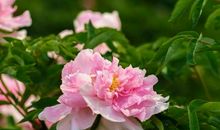 2019年开始财运双旺，大发横财运，福禄双全的生肖