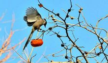 10月最后8天，运势飚旺的三大生肖，事业一顺百顺！