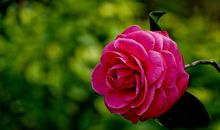 中年开始正财星降临，有意外横财好运到来，三属相中大奖，发大财