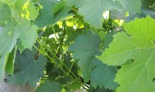 未来五个月时来运转，意外撞大运，财运旺盛，发财享富贵的属相