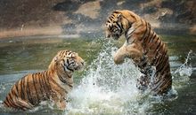 火虎的人运势如何 坐享天伦之乐