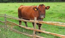 属虎前面是什么生肖 属虎前面生肖是牛