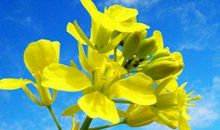 未来5年运势上上签，好机遇不断出现，以后富贵多多的3生肖