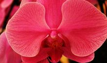 今年受苦越多，明年越顺利的生肖，横财发千万，多财又多福