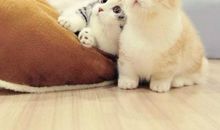 12星男选小奶猫女友or小野猫女友？