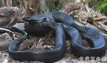 孕妇梦见黑蛇不必害怕，预示着会生健康可爱的男孩