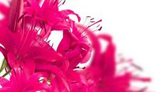 11月大难过后，3生肖运势上涨，喜事临门，万事顺心，财富无忧