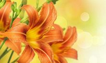 2019下半年，3生肖运势大开，大发千万，猪年要发达！