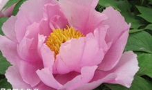 恭喜四生肖钱财运势大旺，10月30号开始财富值直线飙升，财运高人一等!