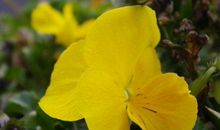 11月开始横财不断来袭，做什么都一顺百顺的生肖，一路发财到明年