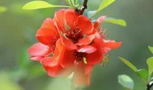 5天内，大笔横财飞来，富贵进门，事业节节攀升的三生肖