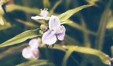 这3生肖喜从天降，9月开始大吉大利，收入高涨，富贵盈门