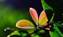 如果十二星座的人穿越了，哪些朝代适合这三个星座呢！