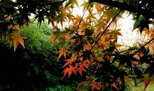 11月，桃花流水暗生情愫，爱里心照不宣的星座，互诉衷肠