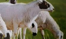 属羊生什么宝宝好 生属相为马的宝