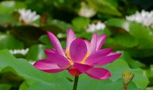 3天之后苦尽甘来，迎来财富爆仓的生肖，钞票摆满仓，赚钱富流油