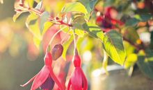 9月份开始好运找上门，事业开门红，财源滚滚来，福禄双至的3生肖