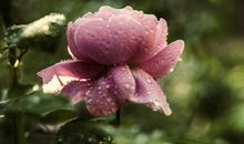 明年开始来财容易，破财不再的生肖，财富特别多，福气享不尽