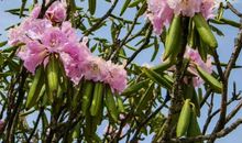 明年开始天天有横财大发，日进斗金，肯定可以大赚一笔的3生肖