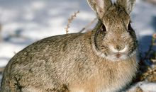 属兔的性格特点 自信而柔情的生肖兔