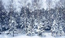 梦见下雪是什么意思，农民梦见雪预示着会喜获丰收