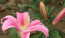 11月喜事接2连三，横财一波接一波，金库满溢，富贵不愁钱的生肖