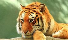 两绿生肖是什么动物 虎和兔都为绿肖