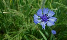 未来8个月霉运消散好运来，大吉大利赚大钱，外财不尽的属相