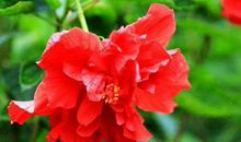 未来10天钱财进账容易，横财接连不断，赚的钱数不清的生肖