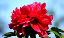 算命的说：1号开始，喜从天降，财源滚滚，3生肖双喜临门，下半年要“暴富”