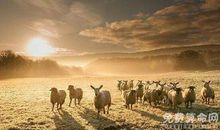 梦见阳光普照大地能带来好运，梦者将过上幸福美满的生活