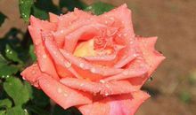 11月中旬财源滚滚，福气满满的生肖，事业高升，收入越来越高