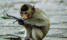 属猴2020年多大了 最小的四岁最大的一百岁