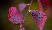 2019年赚钱顺利万分，横财一波接一波的生肖，富日子到来了