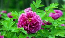 11.1不得了，11.2了不得，11.3大财滚滚数不请，3生肖喜上加喜，好日子躲不掉