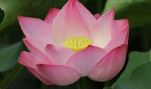 未来半年找到新的发财之路，利官近贵，生活富裕羡煞旁人的属相