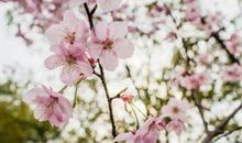 老人常说“太心善”的3生肖女，丈夫不理解，婚姻中委曲求全