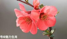 恭喜四生肖有财运登门，10月30号开始吉星重点关照，多有进财的机会!