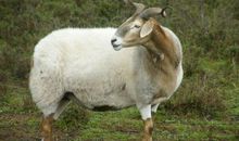 属羊2020年多大了 不同出生年的属羊人年龄不同