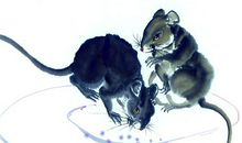 玄清风水命理: 福气来袭的3生肖，9月上旬受苦结束 ，大财小财也不缺的生肖