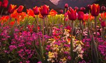 从小便备受宠爱，长大更是无忧无扰，注定会时亨运泰的4个生肖