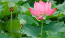 大运到身边，金银滔滔不绝的生肖，2020年人财兴旺，幸福美满