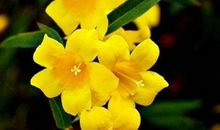 11月事业上一鸣惊人，喜事接连不断的生肖，有福有财，顺心如意