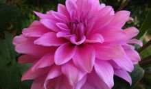 原创 天生急脾气的三生肖女，脾气暴躁却旺夫旺子，让另一半爱恨交加