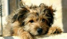 梦见病狗是什么意思？男人要小心谨慎以免惹官司