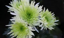 11月立冬之后，来喜又来财的属相，事业一飞冲天，福气满满