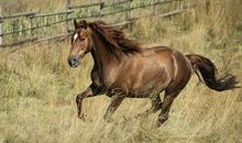 属马2020年多大了 肖马人年龄详解