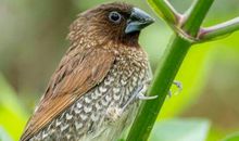 梦见成群的鸟预示着什么